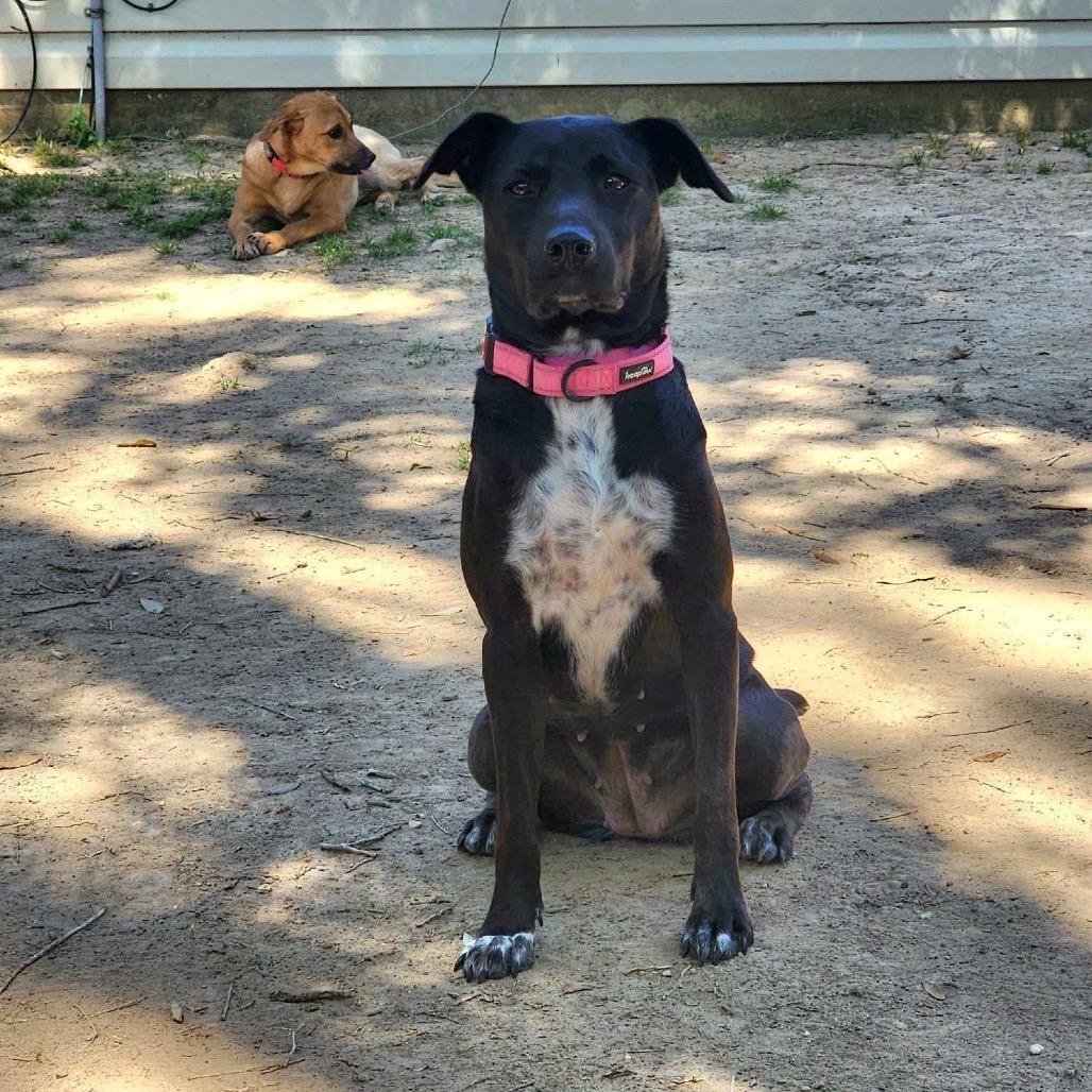 Enlarge Holly (Reduced Rover), a Adoptable mixed breed in New Orleans, LA image 1/6