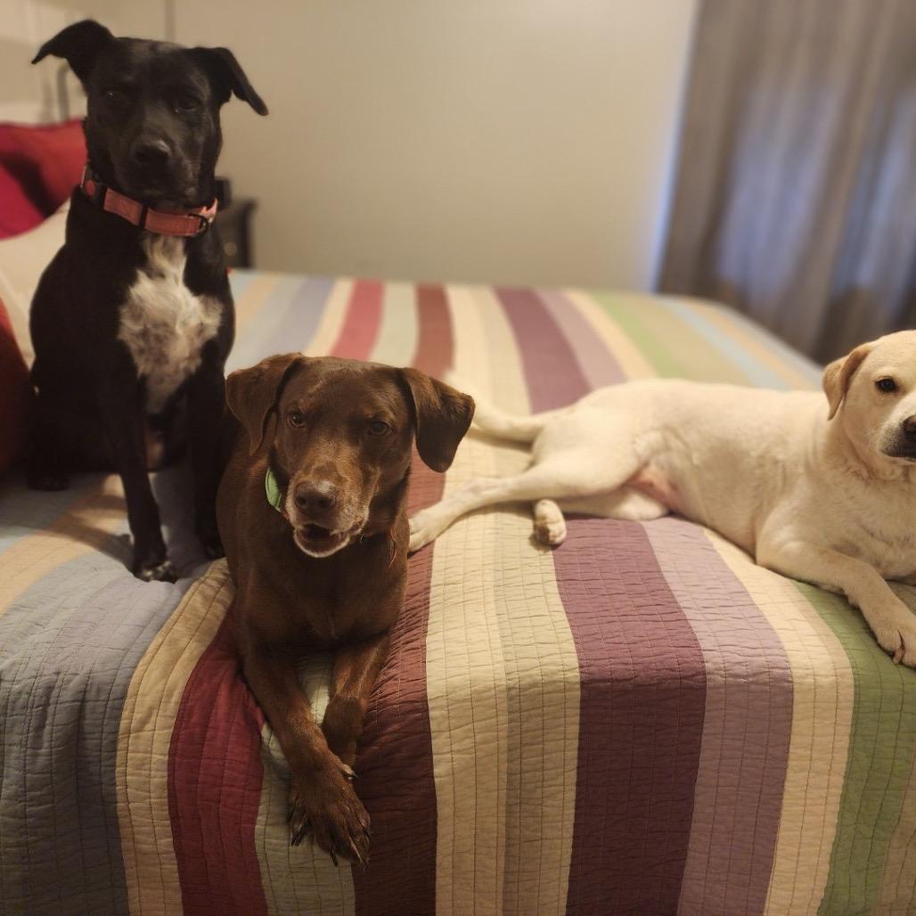 Enlarge Holly (Reduced Rover), a Adoptable mixed breed in New Orleans, LA image 2/6