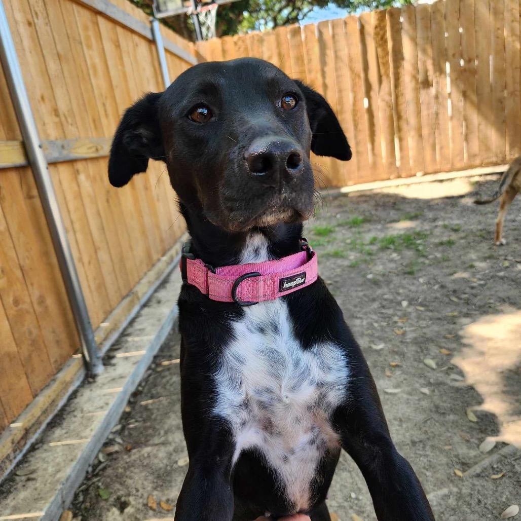 Enlarge Holly (Reduced Rover), a Adoptable mixed breed in New Orleans, LA image 3/6