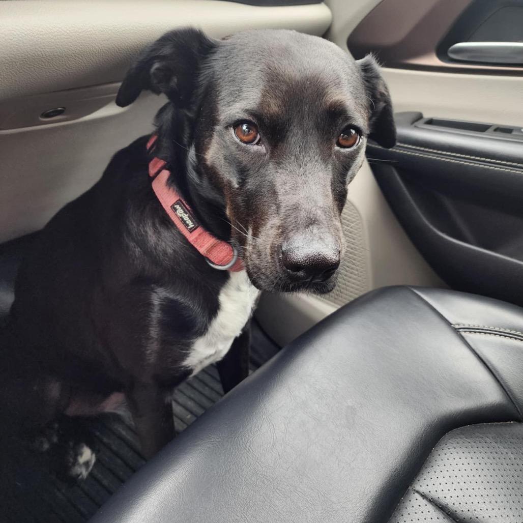 Enlarge Holly (Reduced Rover), a Adoptable mixed breed in New Orleans, LA image 4/6