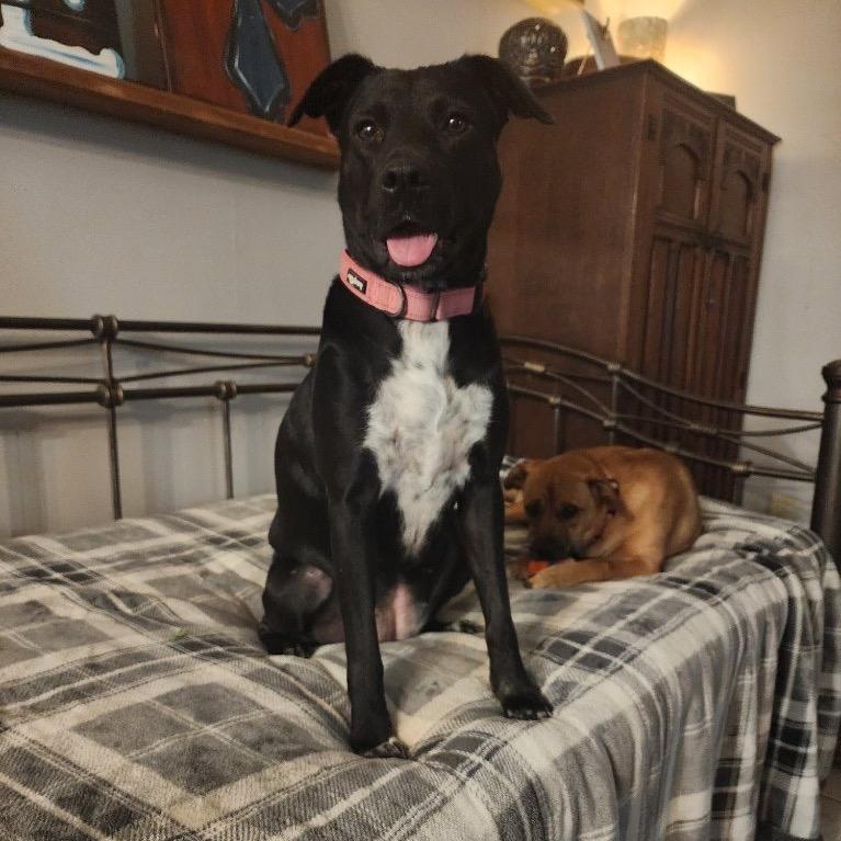 Enlarge Holly (Reduced Rover), a Adoptable mixed breed in New Orleans, LA image 5/6