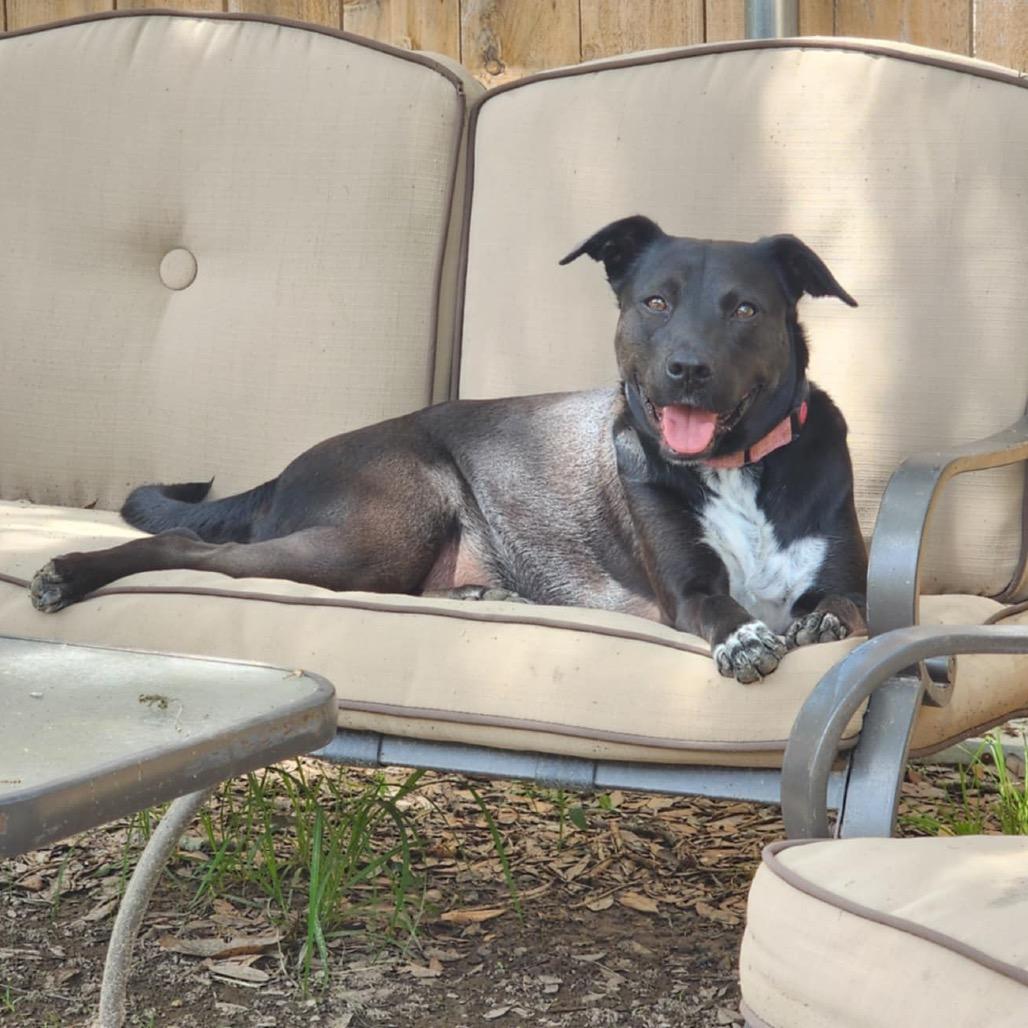 Enlarge Holly (Reduced Rover), a Adoptable mixed breed in New Orleans, LA image 6/6
