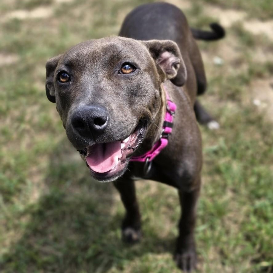 Scrubs, adopted, Young Female Pit Bull Terrier.