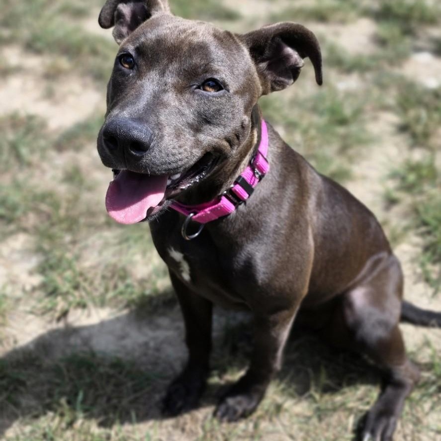Enlarge Scrubs, an adopted mixed breed in Shepherdsville, KY image 2/3