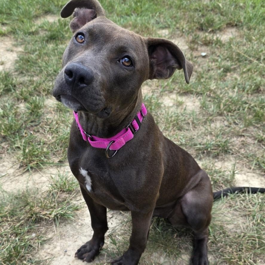 Enlarge Scrubs, an adopted mixed breed in Shepherdsville, KY image 3/3
