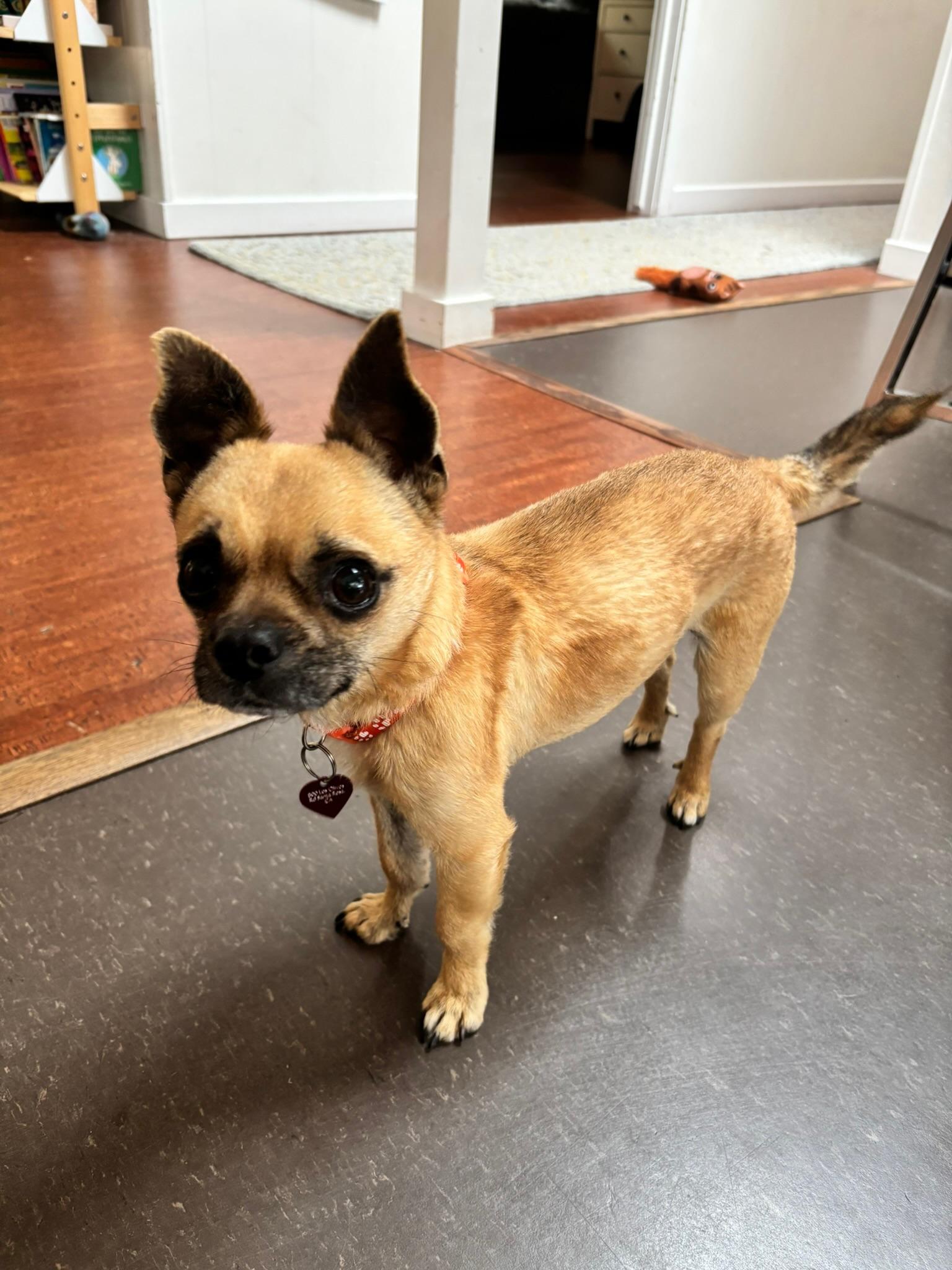Peter, a ADOPTABLE mixed breed in Santa Rosa, CA image 4/6