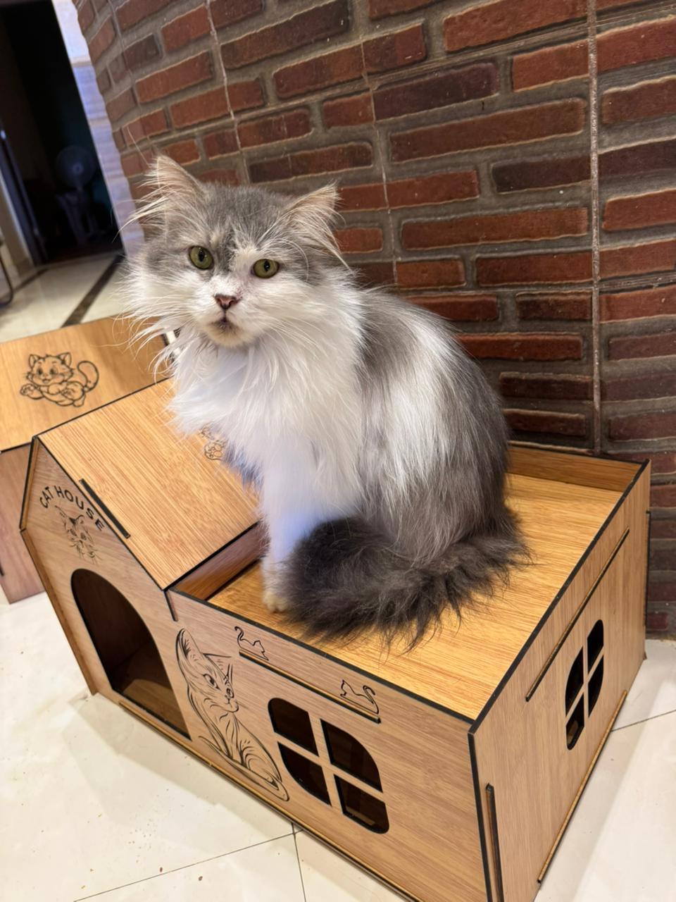 Sherkan, Adult Female Maine Coon