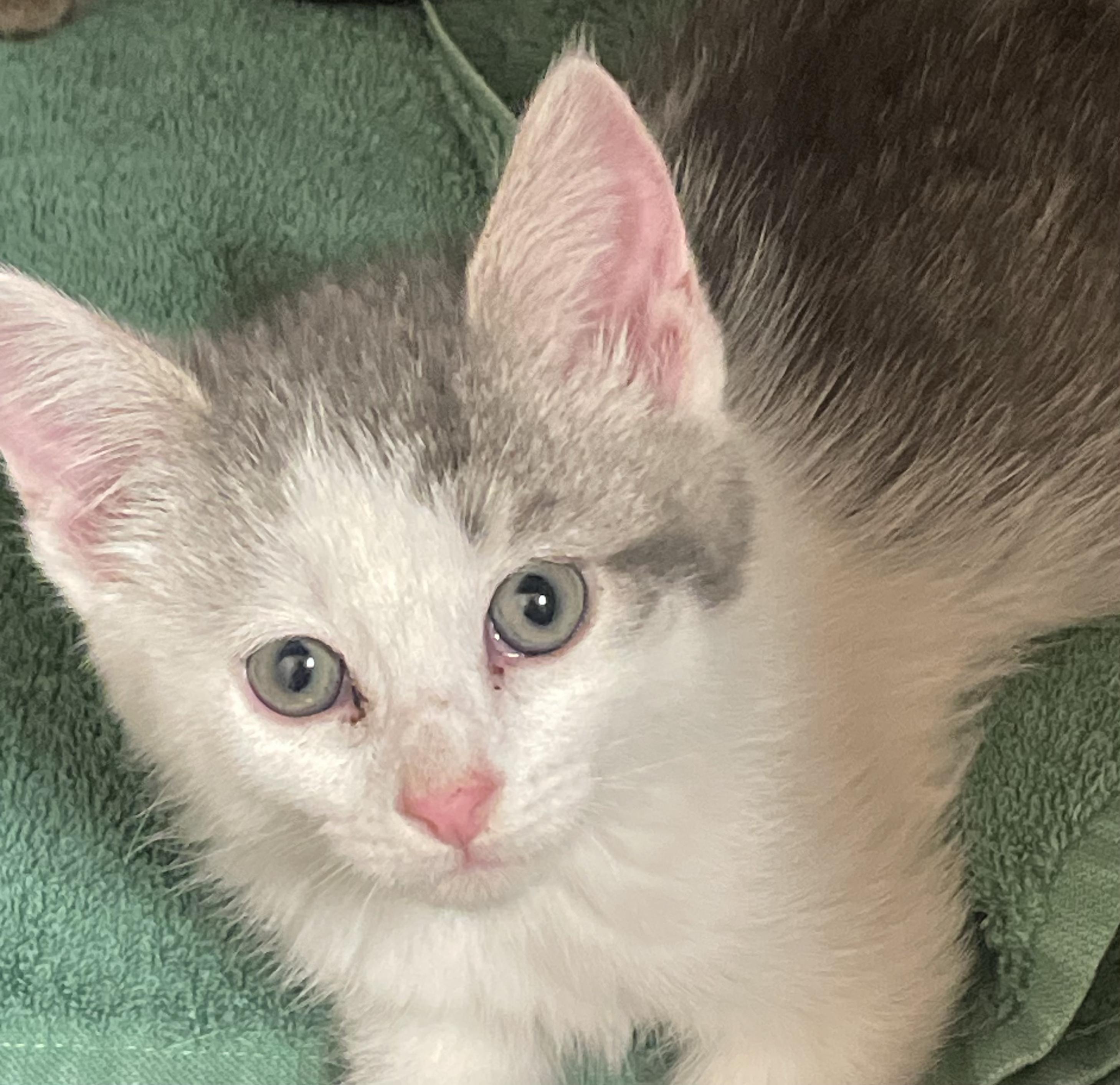 Blueberry, adopted, Kitten Male Domestic Short Hair.
