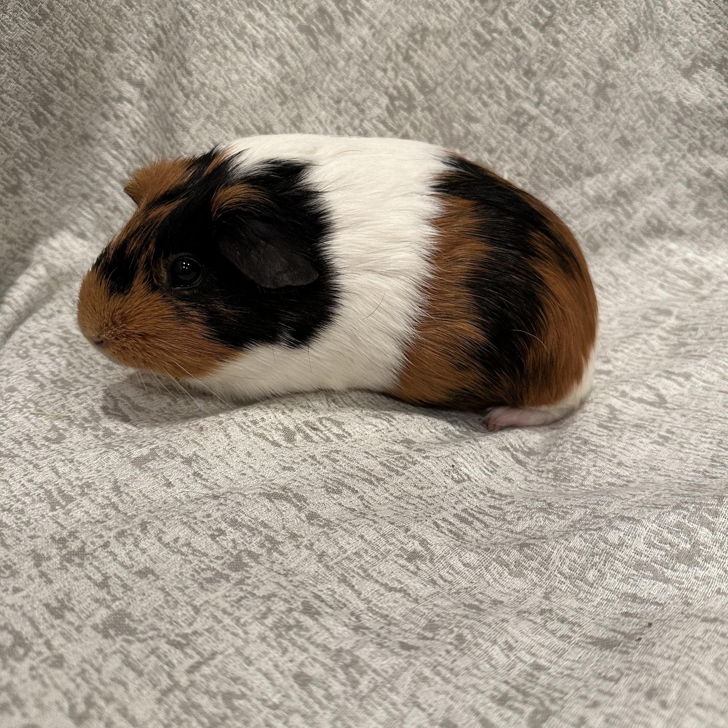 Enlarge Gigi, a Adopted Guinea Pig in Magnolia, TX image 2/3