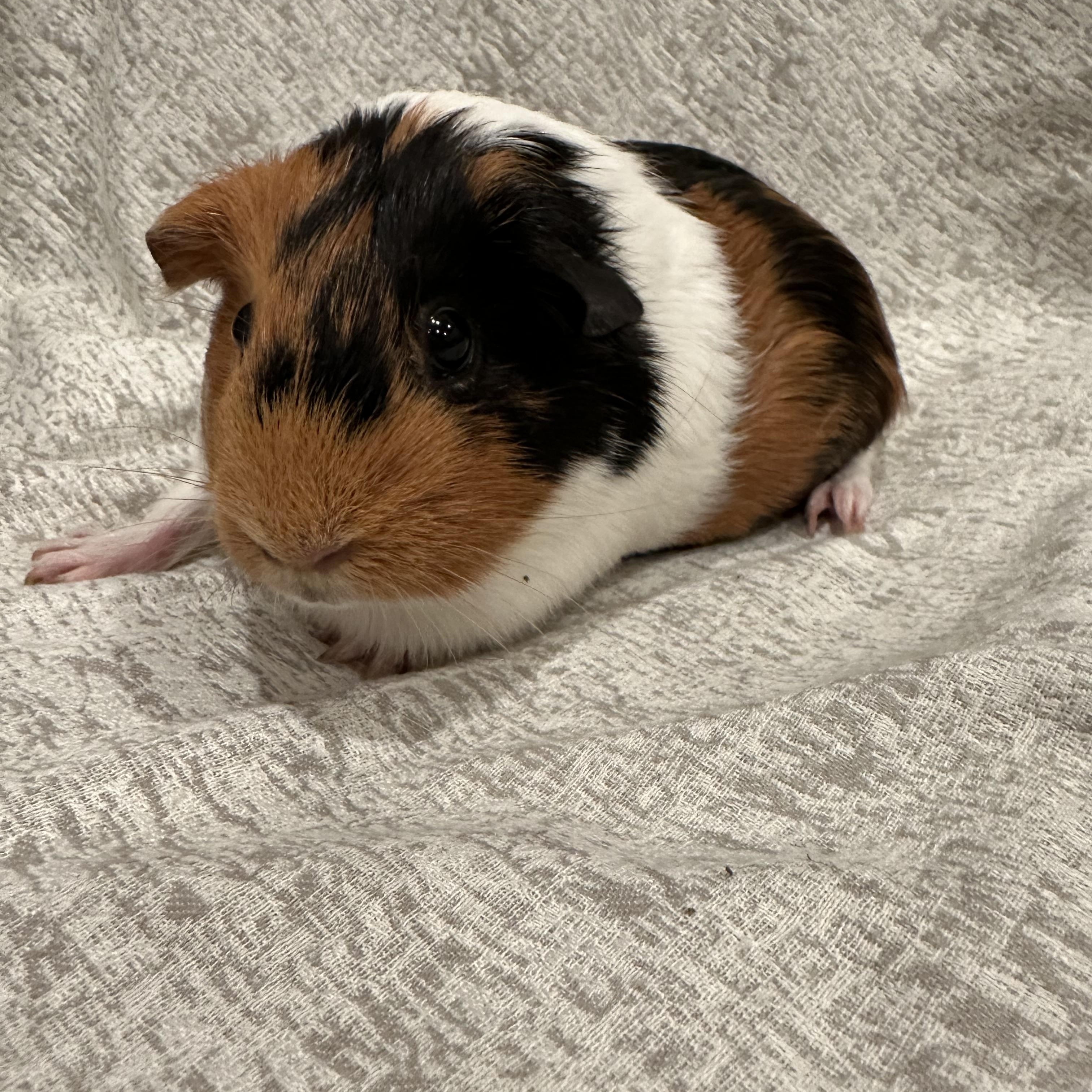 Enlarge Gigi, a Adopted Guinea Pig in Magnolia, TX image 3/3