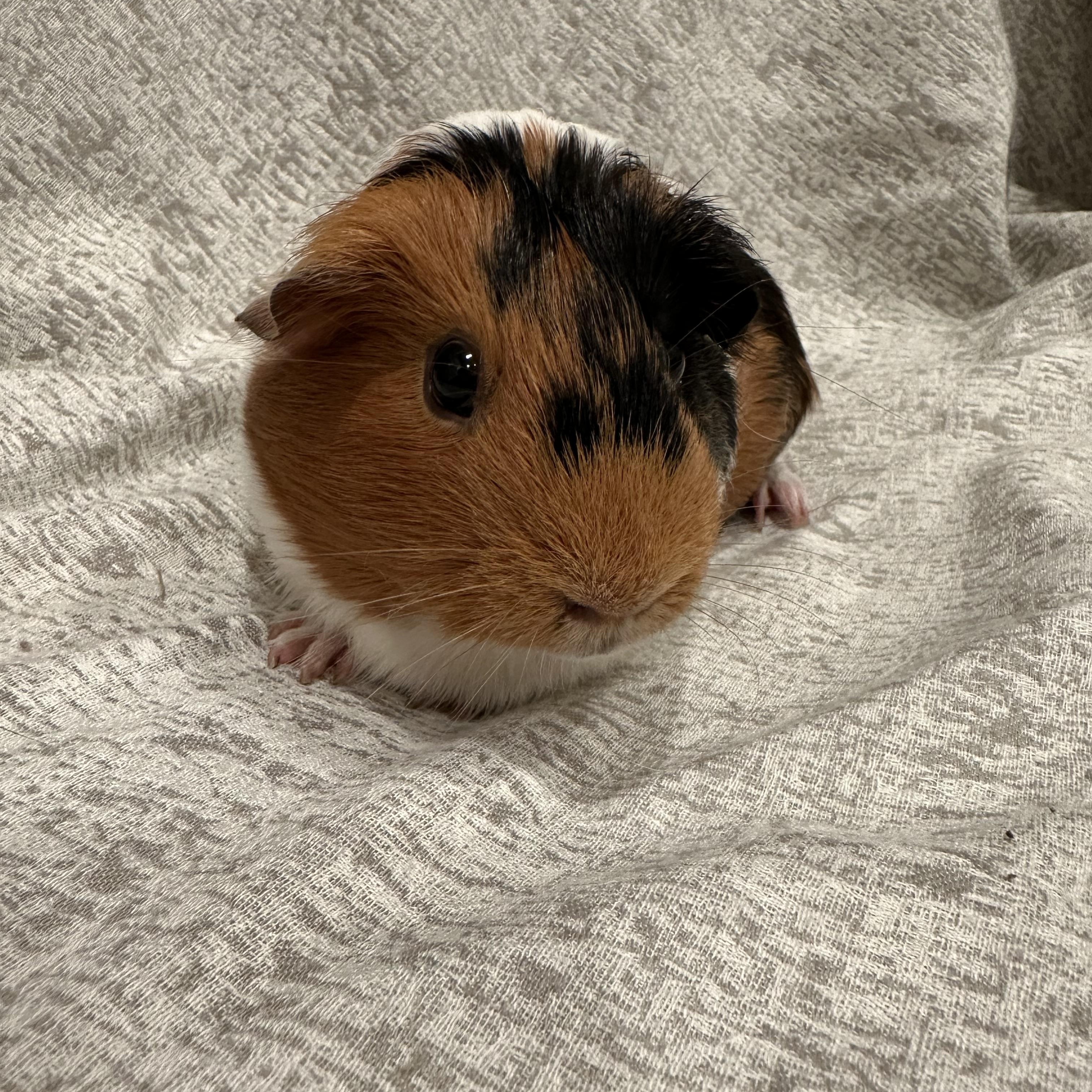 Gigi, Adopted, Adult Female Guinea Pig.
