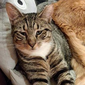 Enlarge Sonia, a Adoptable mixed breed in Lenhartsville, PA image 1/6