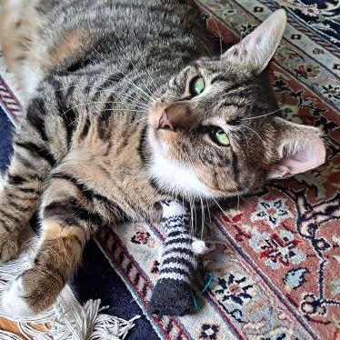 Enlarge Sonia, a Adoptable mixed breed in Lenhartsville, PA image 2/6