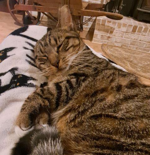 Sonia, Adoptable, Adult Female Domestic Short Hair & Tabby.