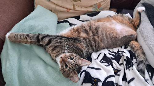 Enlarge Sonia, a Adoptable mixed breed in Lenhartsville, PA image 5/6