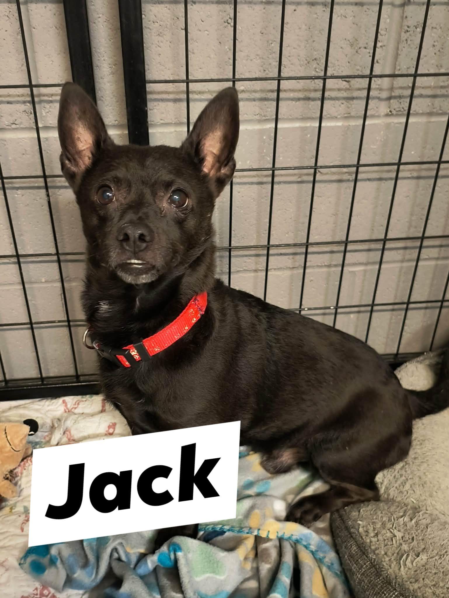 Enlarge Jack, a ADOPTABLE mixed breed in Weaverville, CA image 1/1