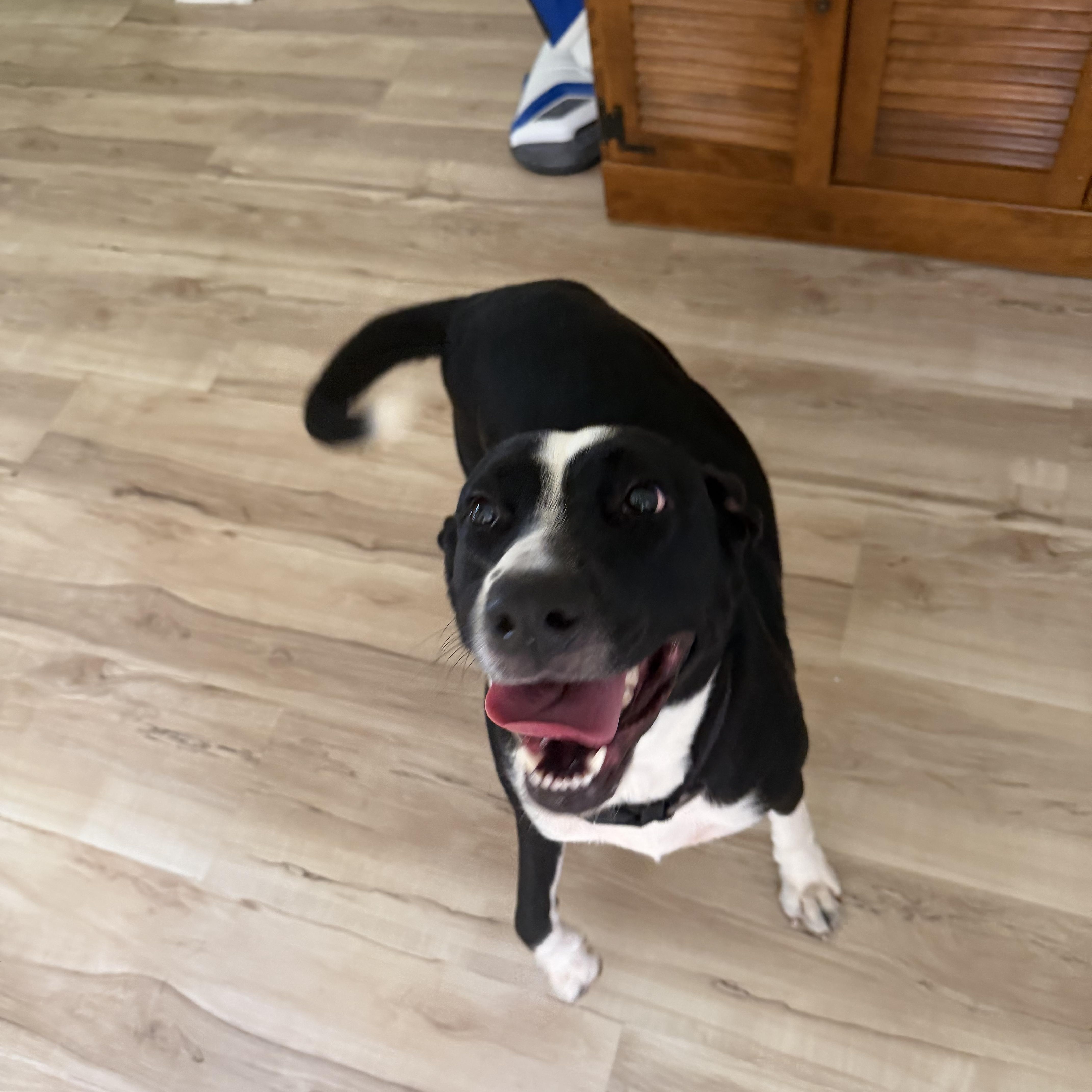 Gracie, Adoptable, Young Female Black Labrador Retriever & Border Collie.