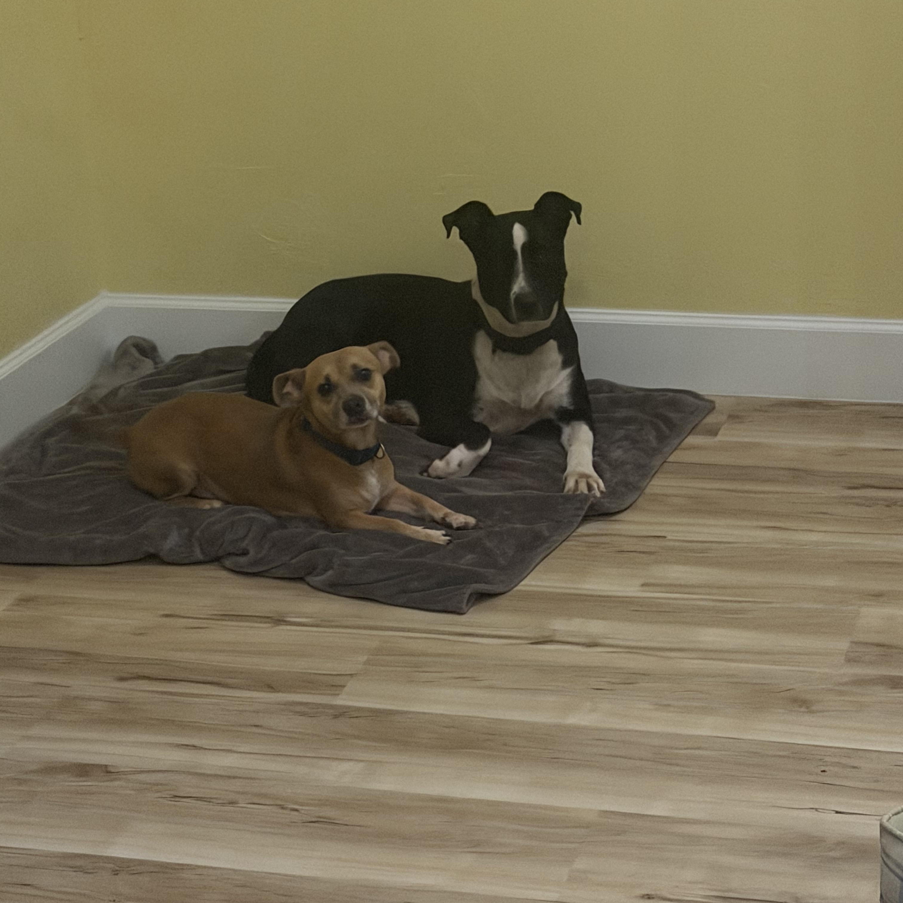 Enlarge Gracie, a Adoptable mixed breed in Bonita Springs, FL image 2/3
