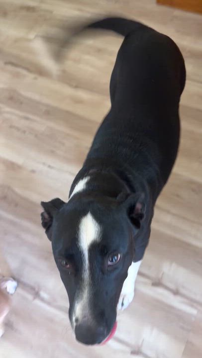 Enlarge Gracie, a Adoptable mixed breed in Bonita Springs, FL video 3/3