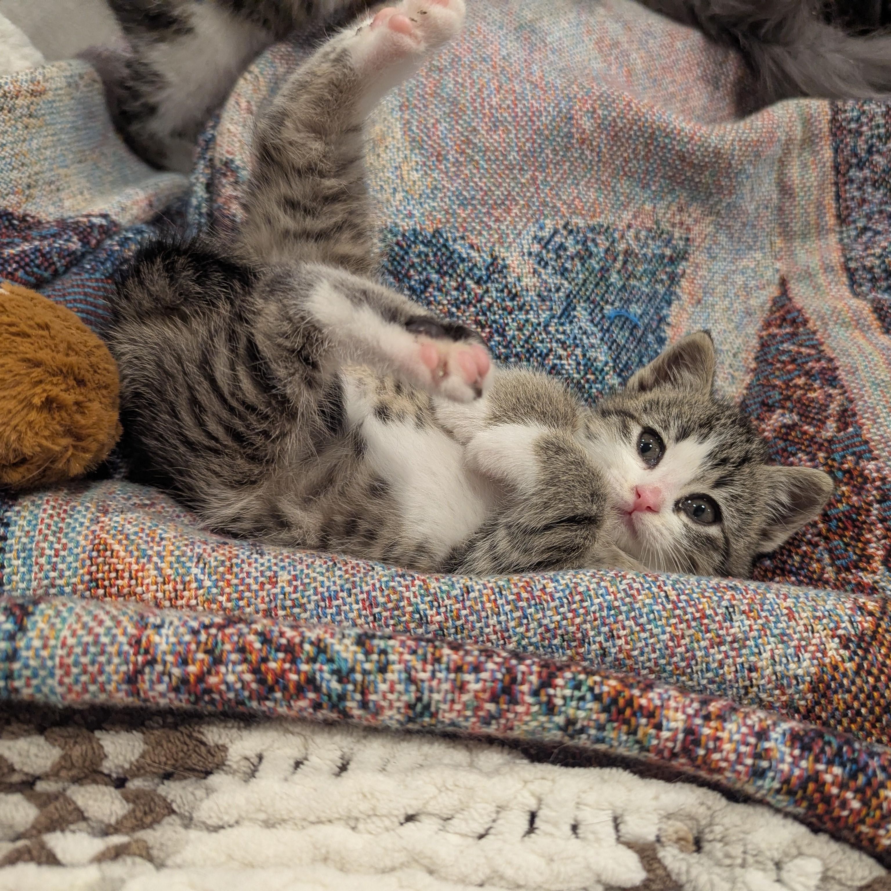 Weyward, an adoptable Domestic Short Hair, Tabby in Dickinson, ND, 58601 | Photo Image 3