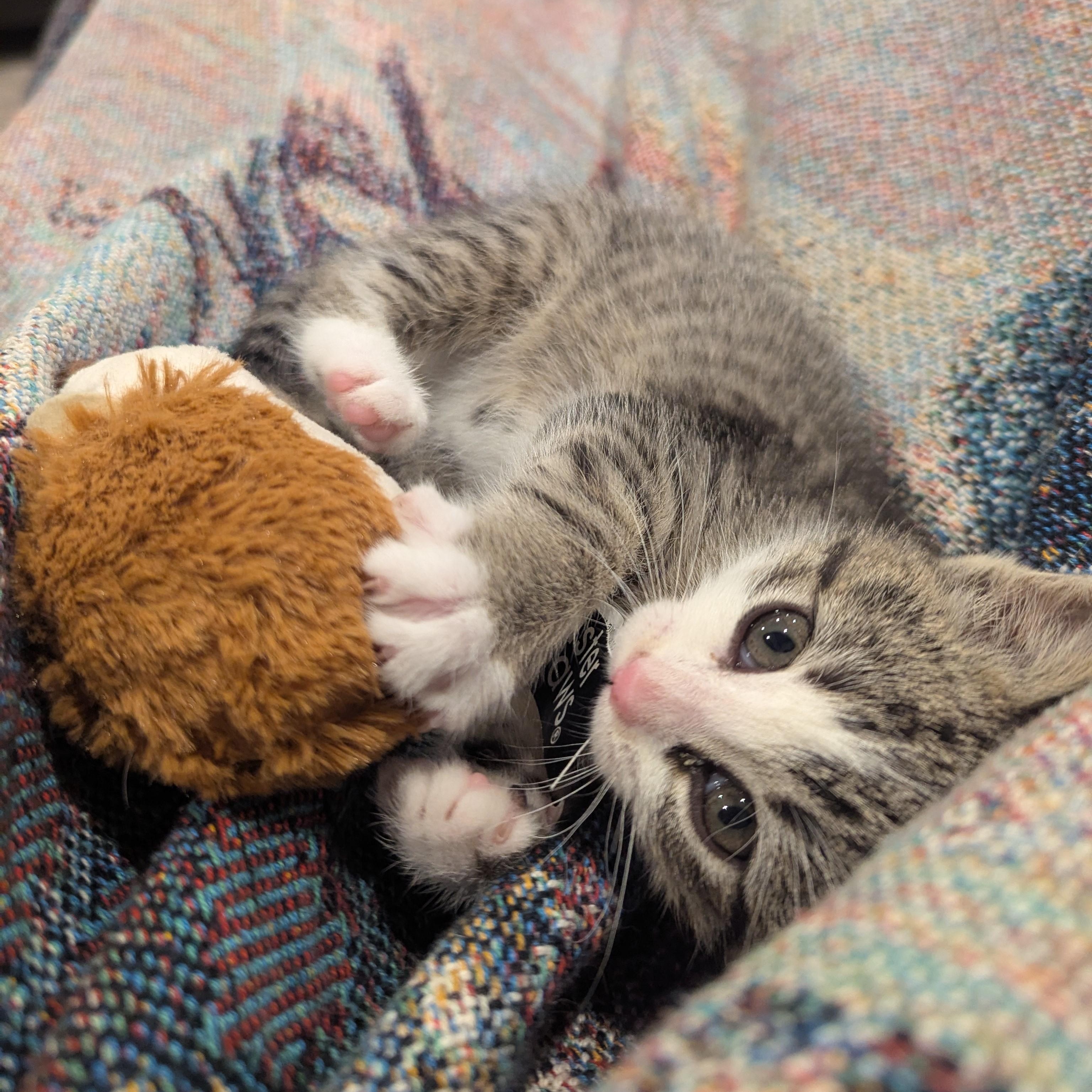 Weyward, an adoptable Domestic Short Hair, Tabby in Dickinson, ND, 58601 | Photo Image 4