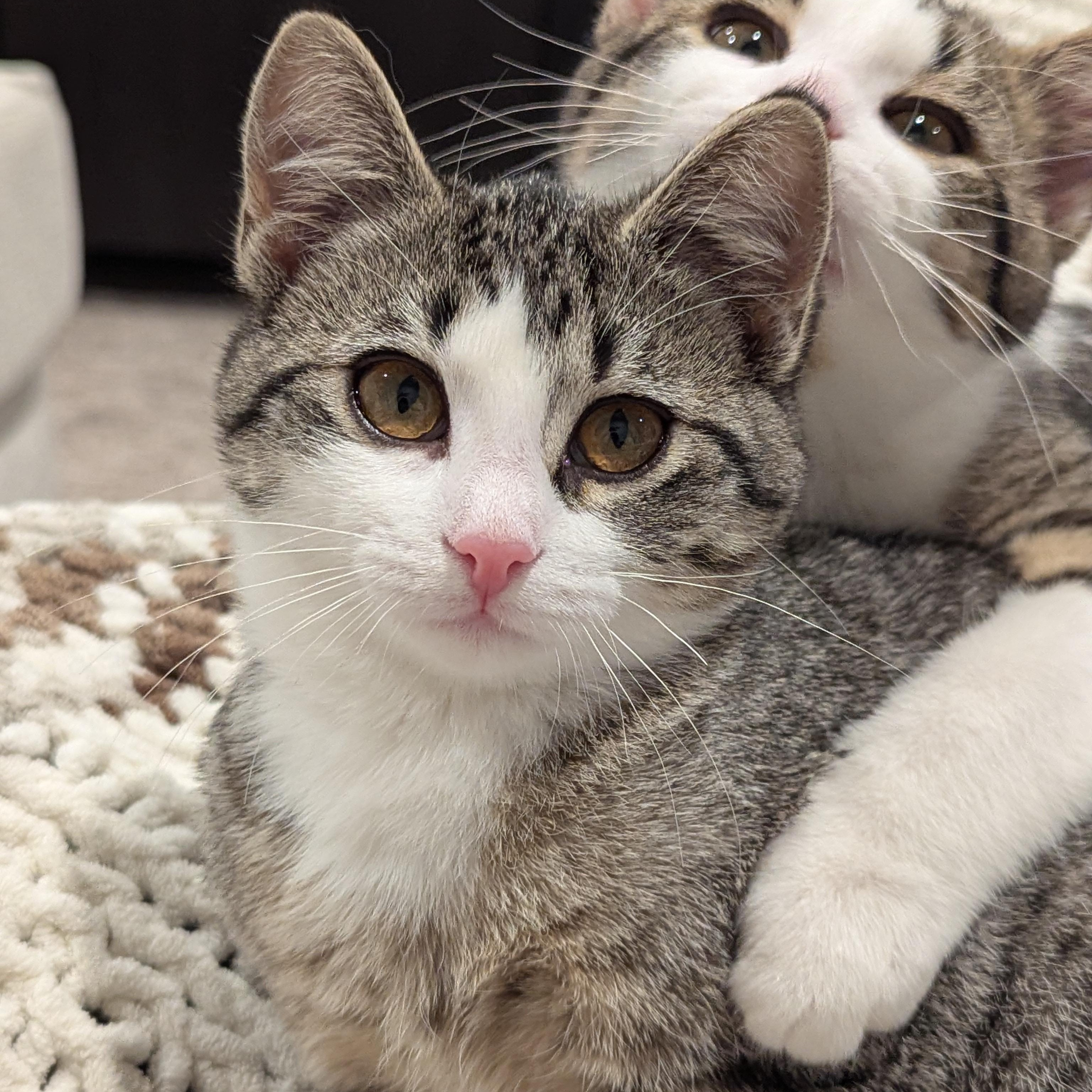 Weyward, an adoptable Domestic Short Hair, Tabby in Dickinson, ND, 58601 | Photo Image 1