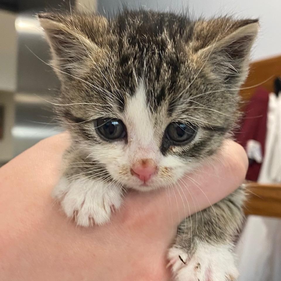 Weyward, an adoptable Domestic Short Hair, Tabby in Dickinson, ND, 58601 | Photo Image 6