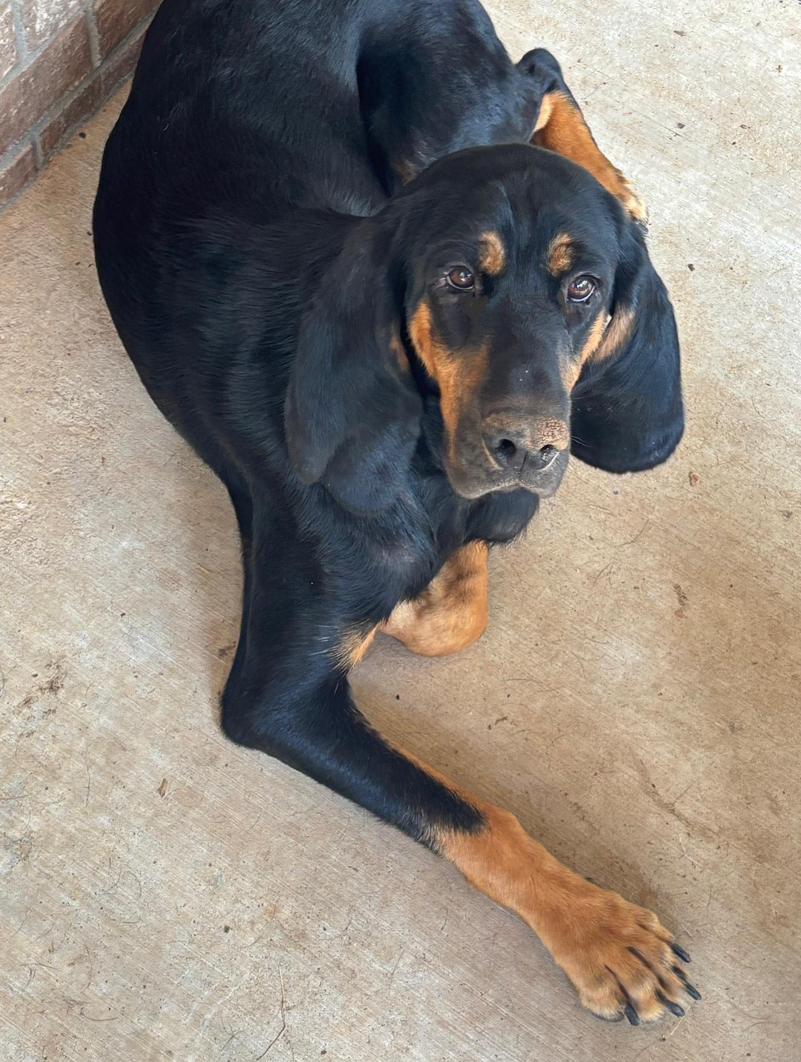 Idgy, an adoptable Bloodhound in Hackett, AR, 72937 | Photo Image 1