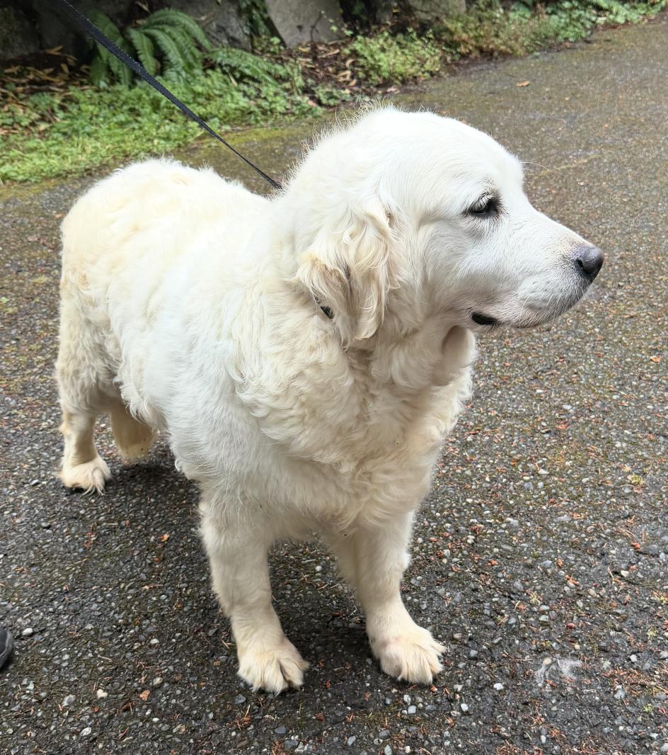 Penny, ADOPTABLE, Adult Female Golden Retriever.