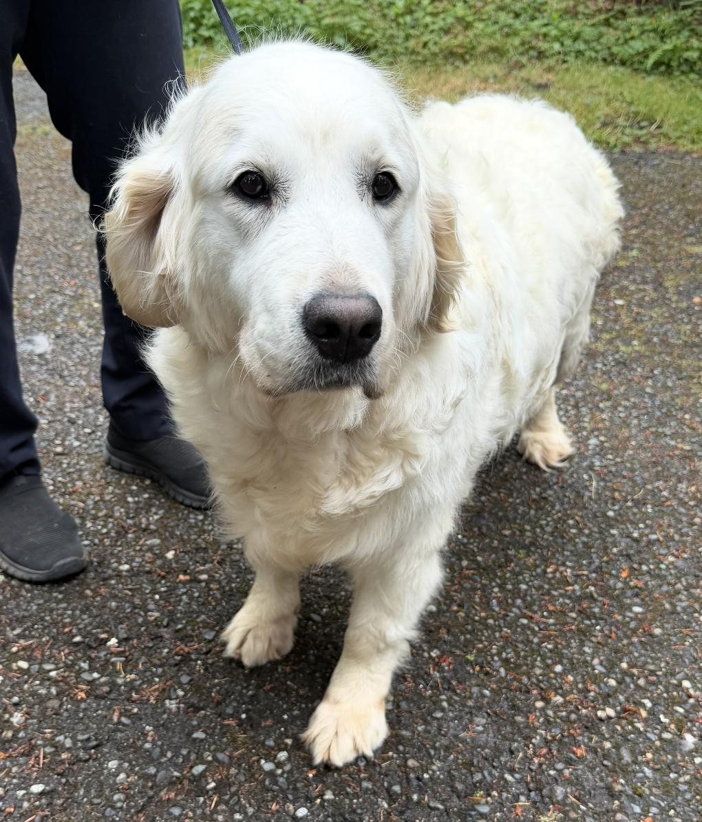 Penny, a ADOPTABLE Golden Retriever in Puyallup, WA image 4/4