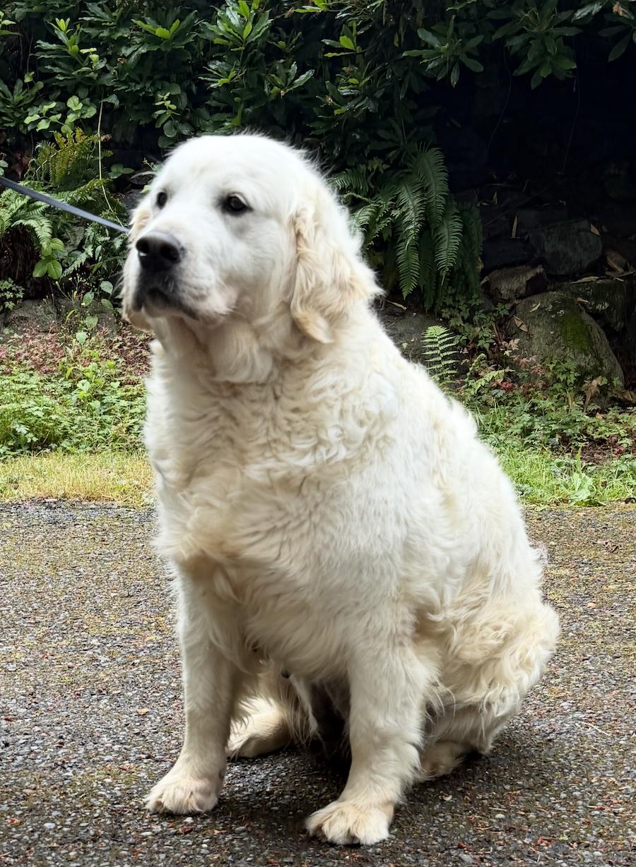 Penny, a ADOPTABLE Golden Retriever in Puyallup, WA image 2/4