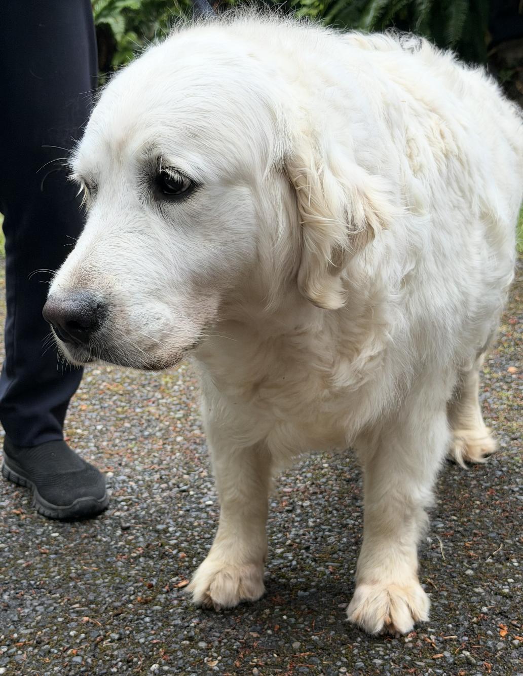 Penny, a ADOPTABLE Golden Retriever in Puyallup, WA image 3/4