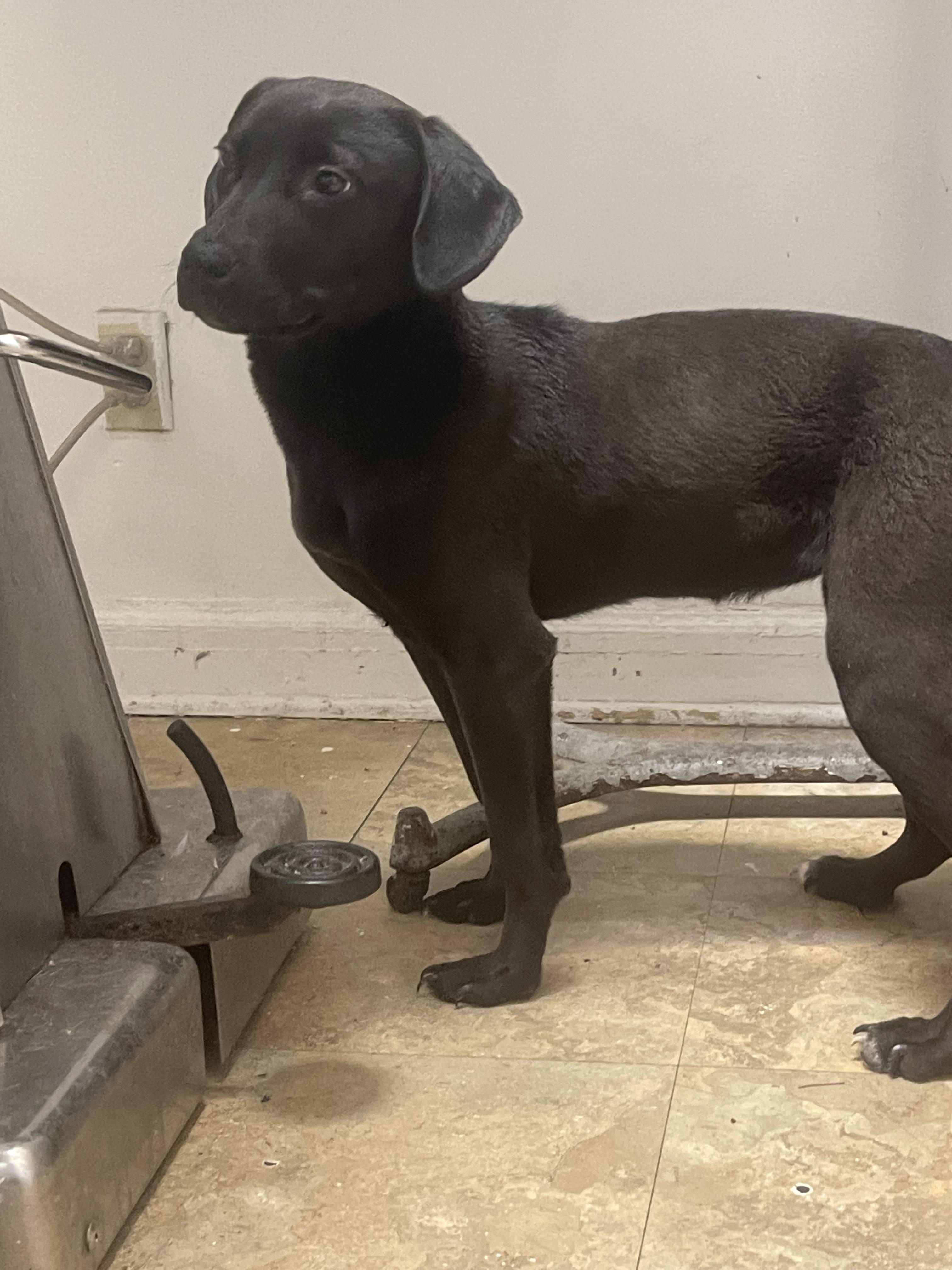 Enlarge Raven, an adoptable Labrador Retriever in Northlake, IL image 6/6