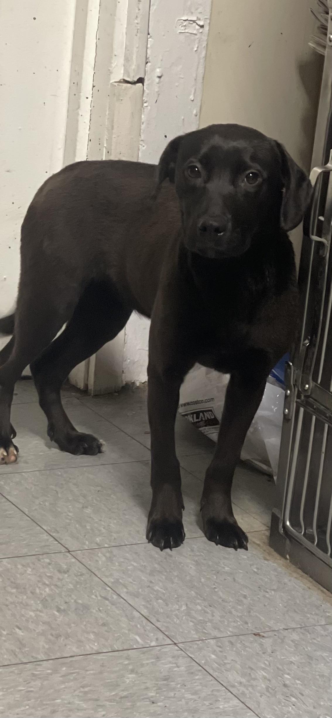 Enlarge Raven, an adoptable Labrador Retriever in Northlake, IL image 4/6