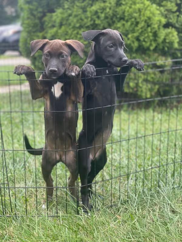 Enlarge Raven, an adoptable Labrador Retriever in Northlake, IL image 1/6