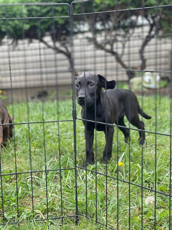 Enlarge Raven, an adoptable Labrador Retriever in Northlake, IL image 2/6