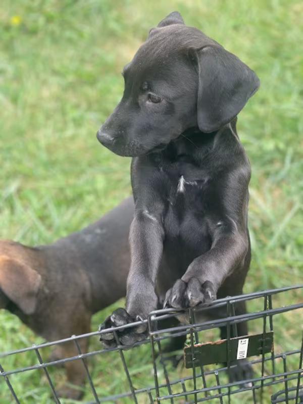 Enlarge Raven, an adoptable Labrador Retriever in Northlake, IL image 3/6