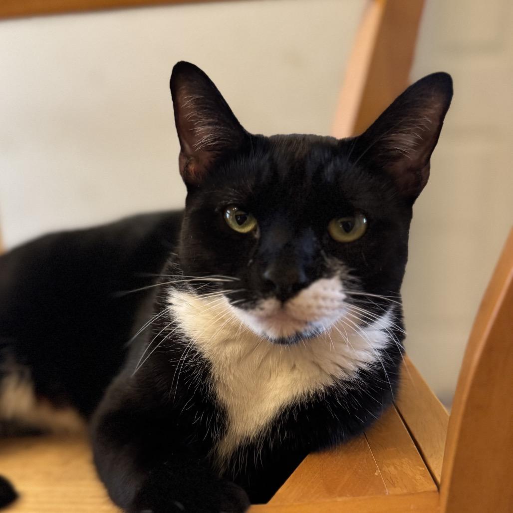 Enlarge Alfie, a Adoptable Domestic Short Hair in Miami, FL image 1/1