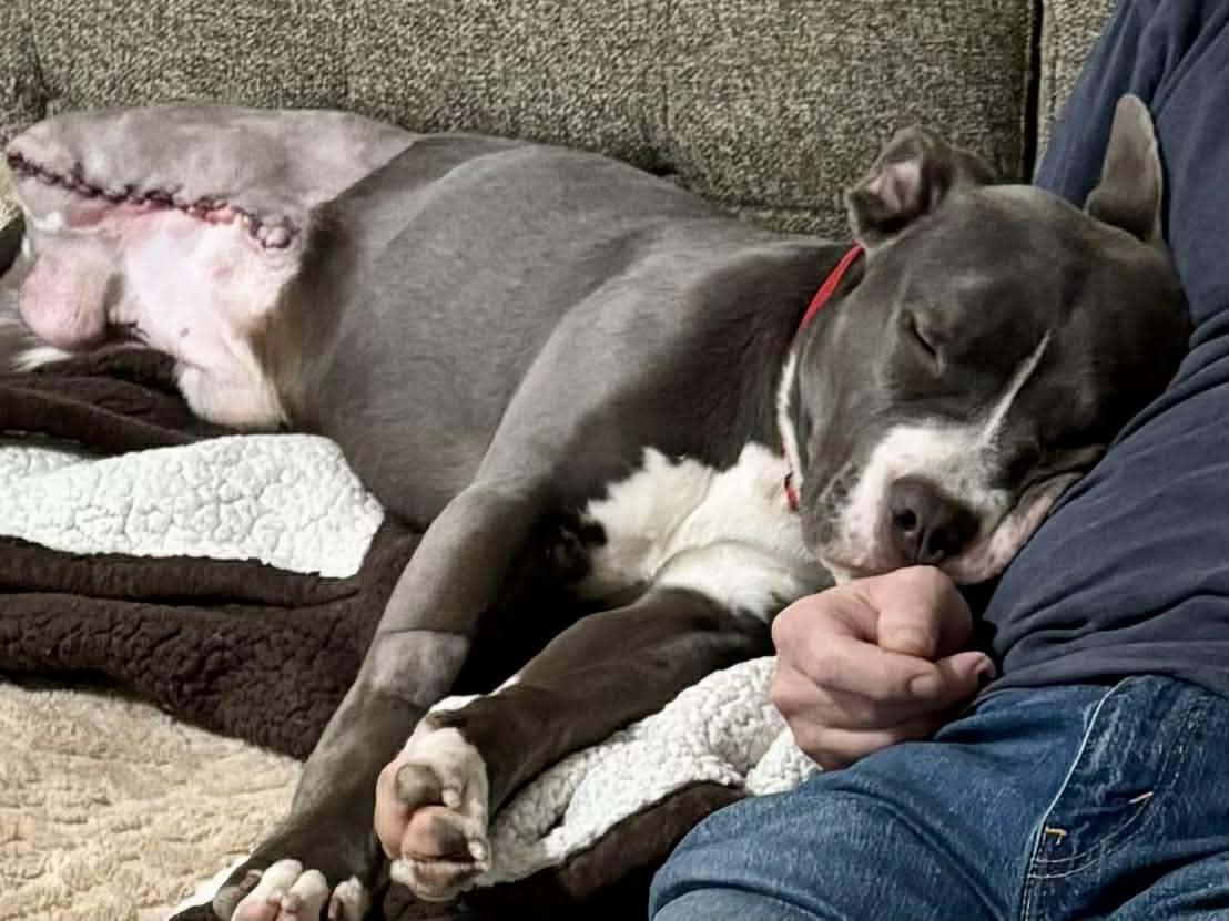 Mack in foster care , a ADOPTABLE Pit Bull Terrier in Plainfield, IL image 4/5