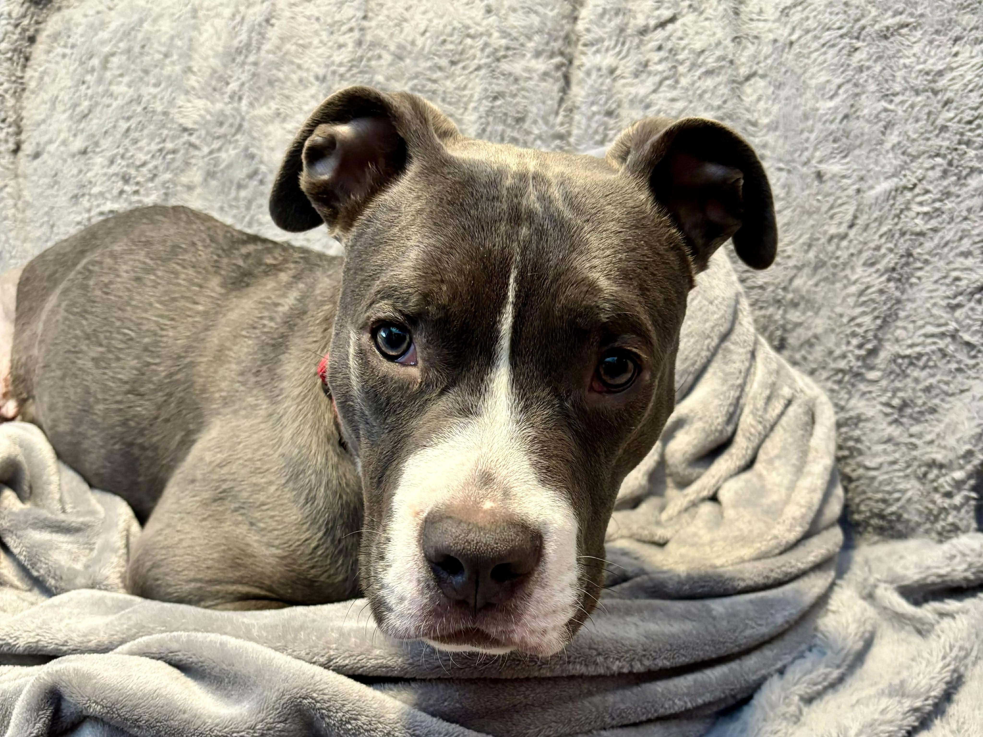 Mack in foster care , a ADOPTABLE Pit Bull Terrier in Plainfield, IL image 2/5