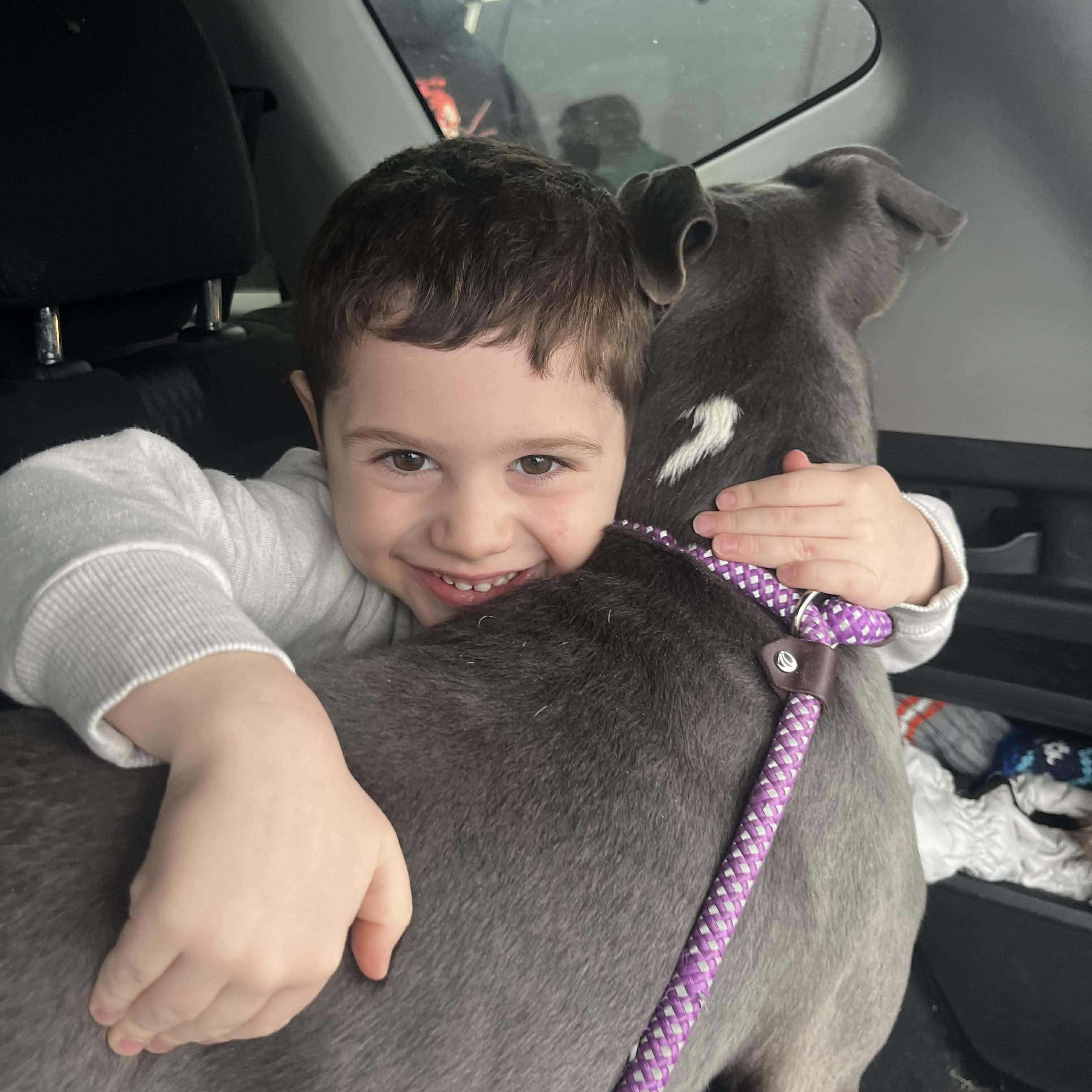 Mack in foster care , a ADOPTABLE Pit Bull Terrier in Plainfield, IL image 5/5