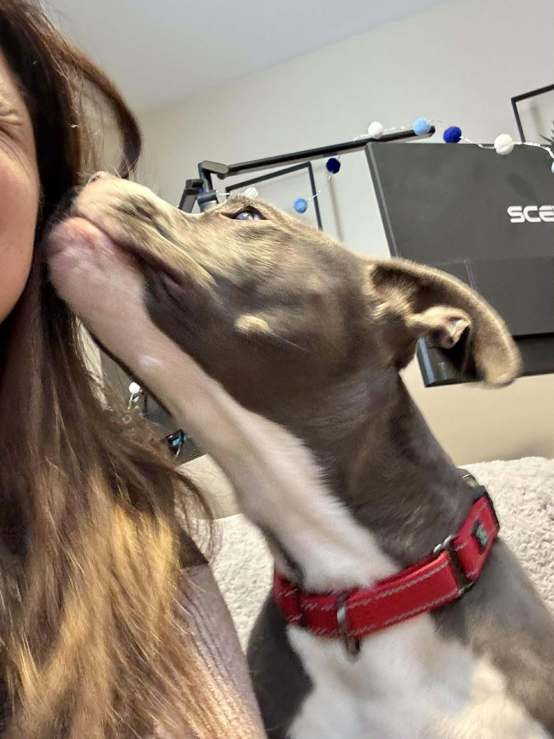 Mack in foster care , a ADOPTABLE Pit Bull Terrier in Plainfield, IL image 3/5