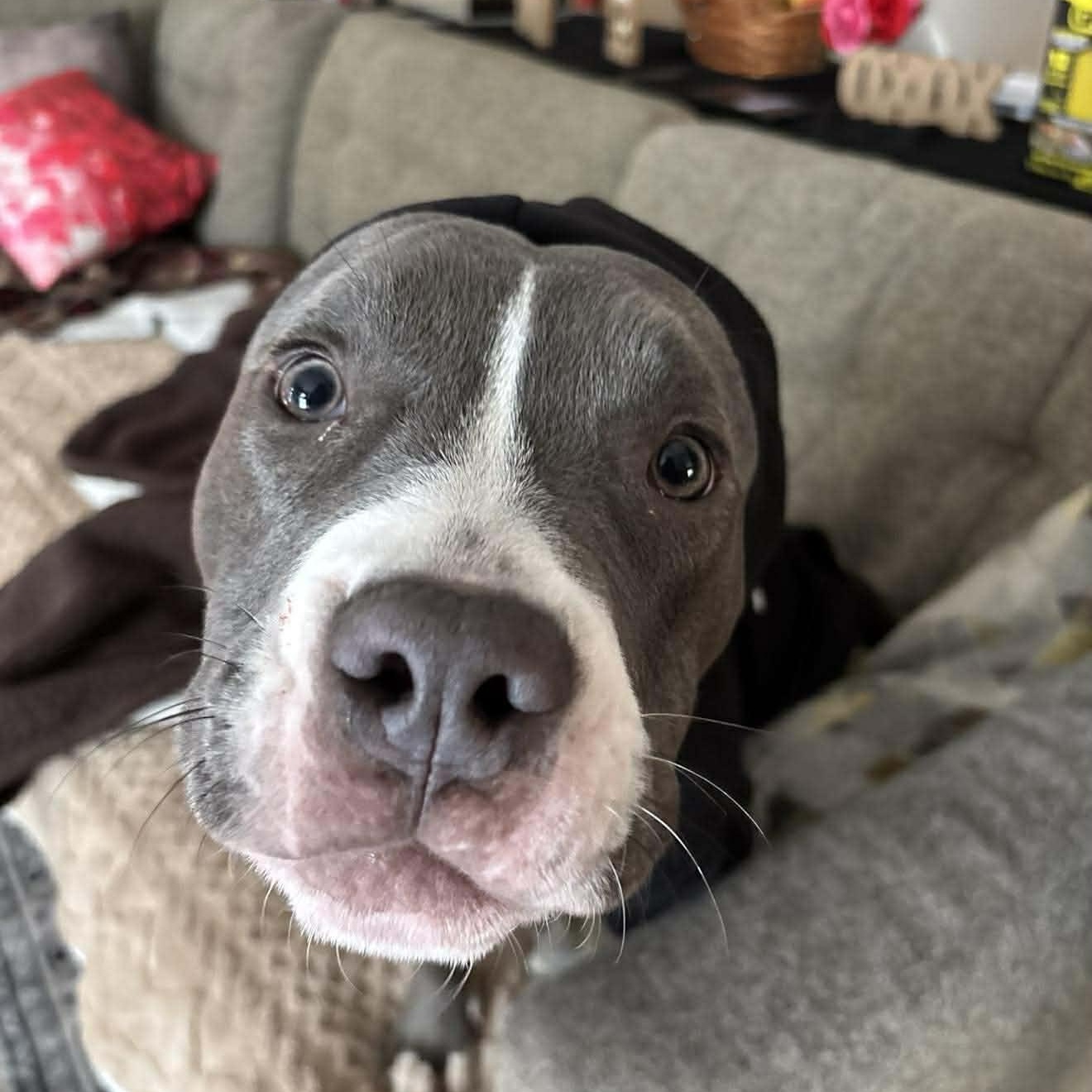 Mack in foster care , a ADOPTABLE Pit Bull Terrier in Plainfield, IL image 1/5