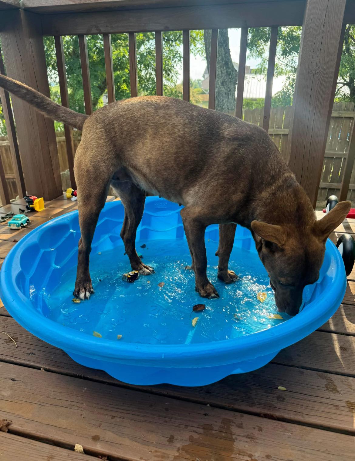 Esmeraye (Essie), a Adoptable American Staffordshire Terrier in Seth, WV image 4/6