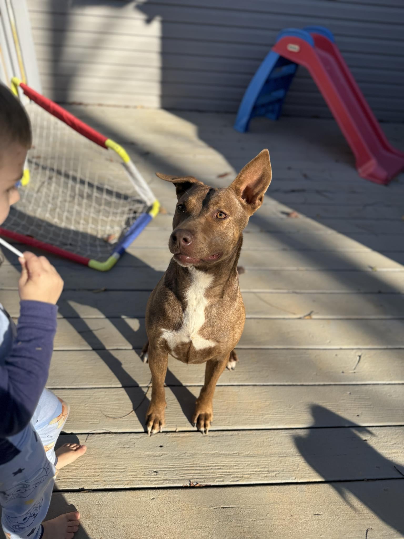 Esmeraye (Essie), a Adoptable American Staffordshire Terrier in Seth, WV image 6/6