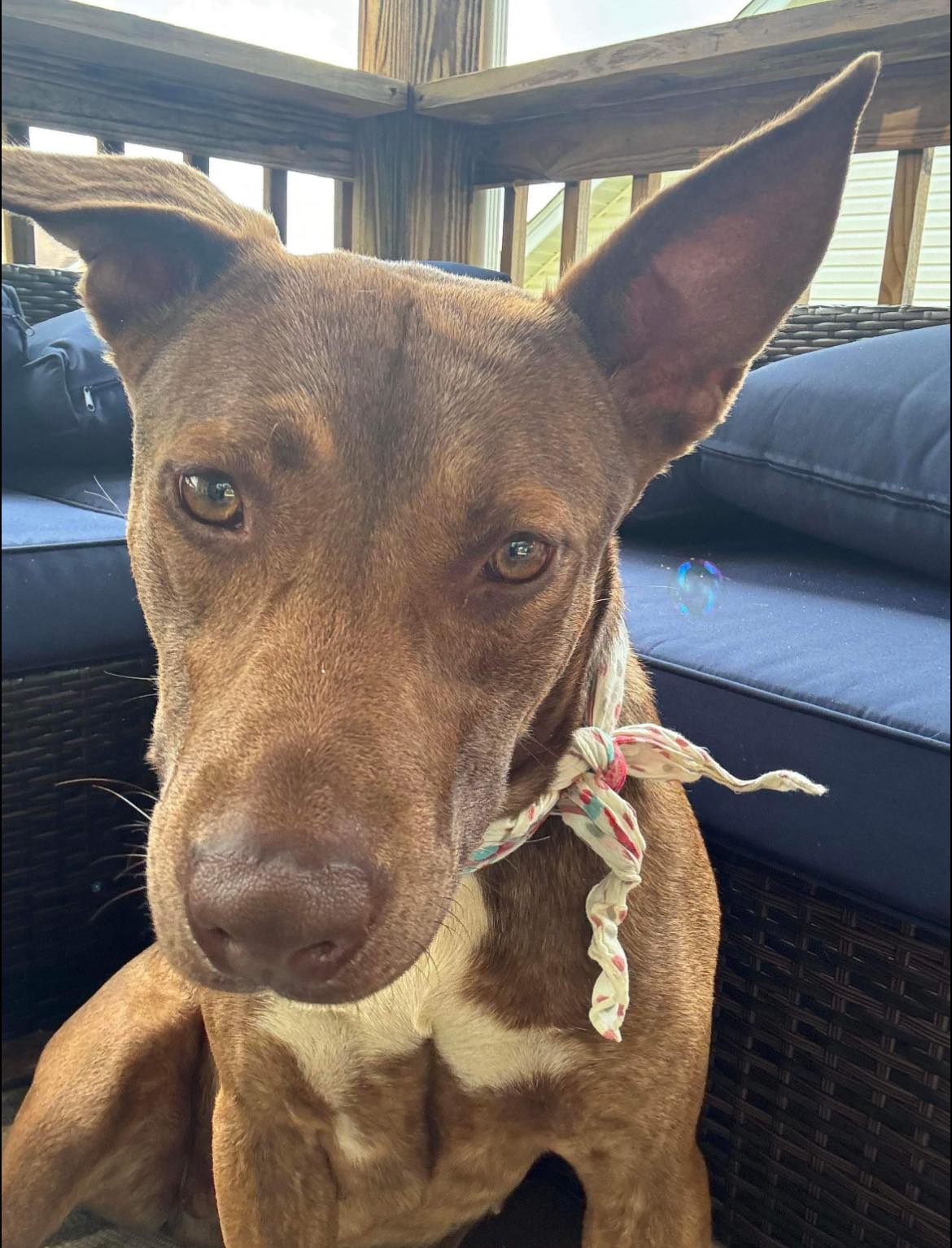 Esmeraye (Essie), a Adoptable American Staffordshire Terrier in Seth, WV image 5/6