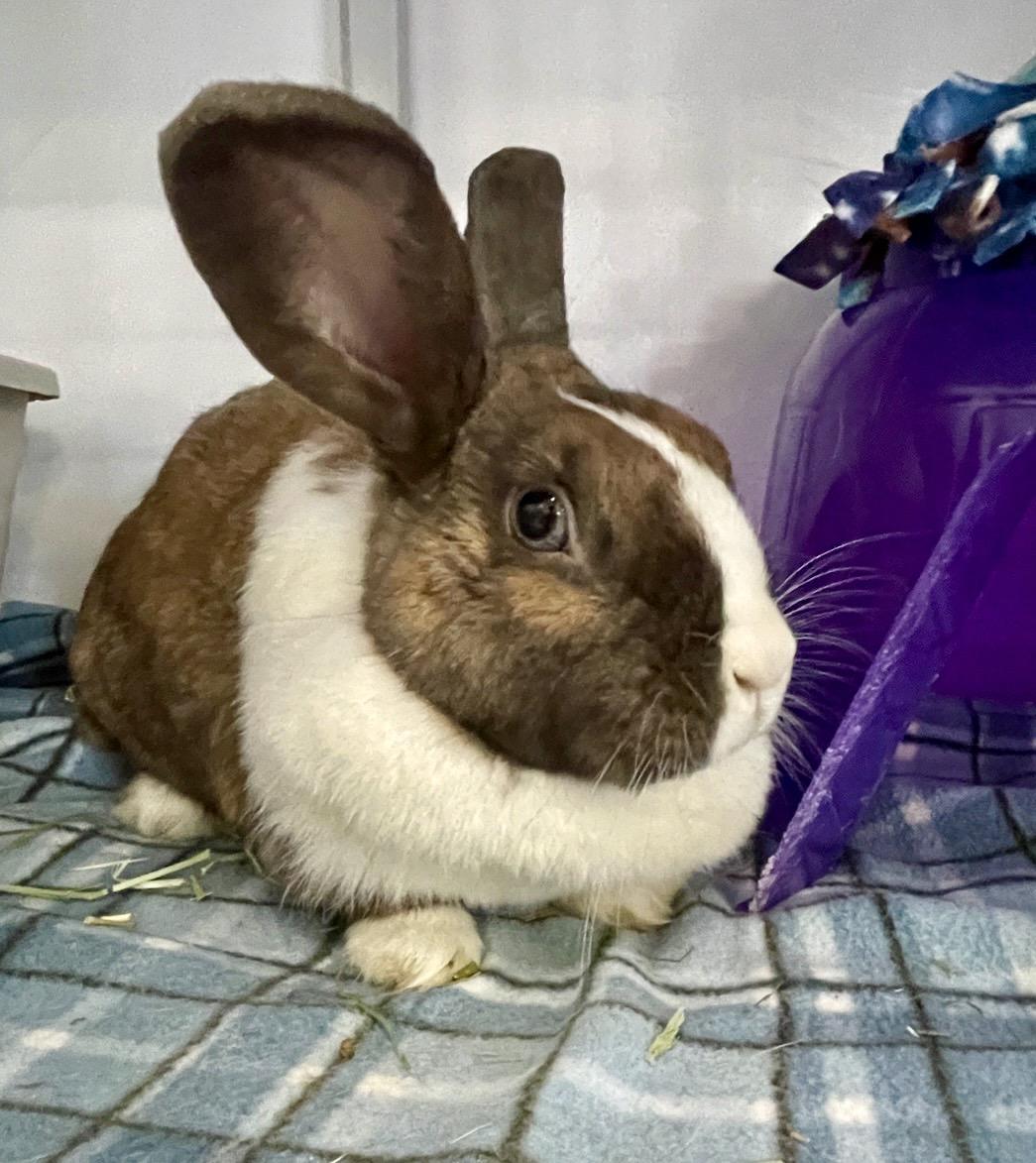 Enlarge Lychee, a ADOPTABLE Dutch in Chicago, IL image 1/1