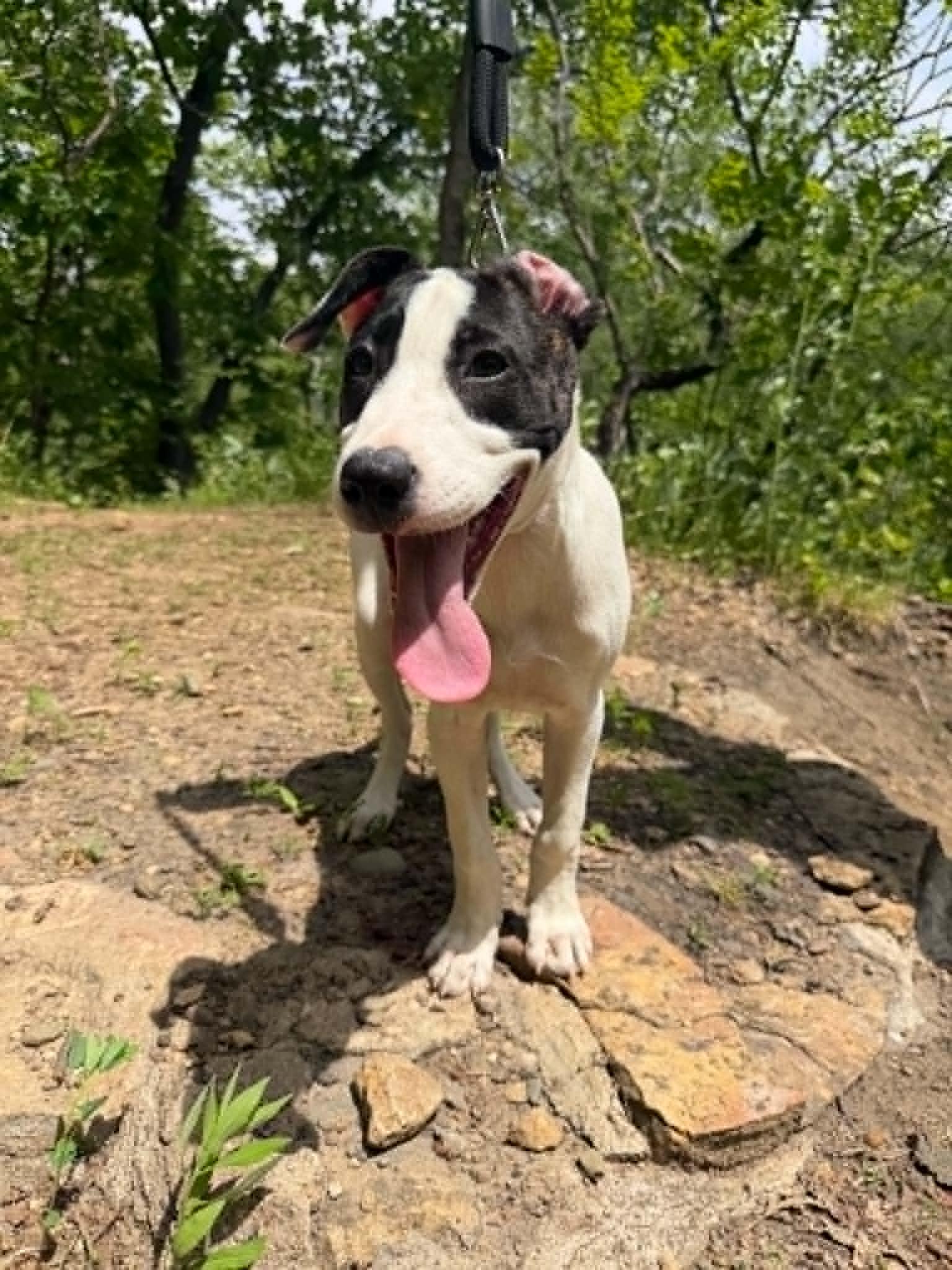 Enlarge Hilary, a Adoptable mixed breed in Minneapolis, MN image 3/6
