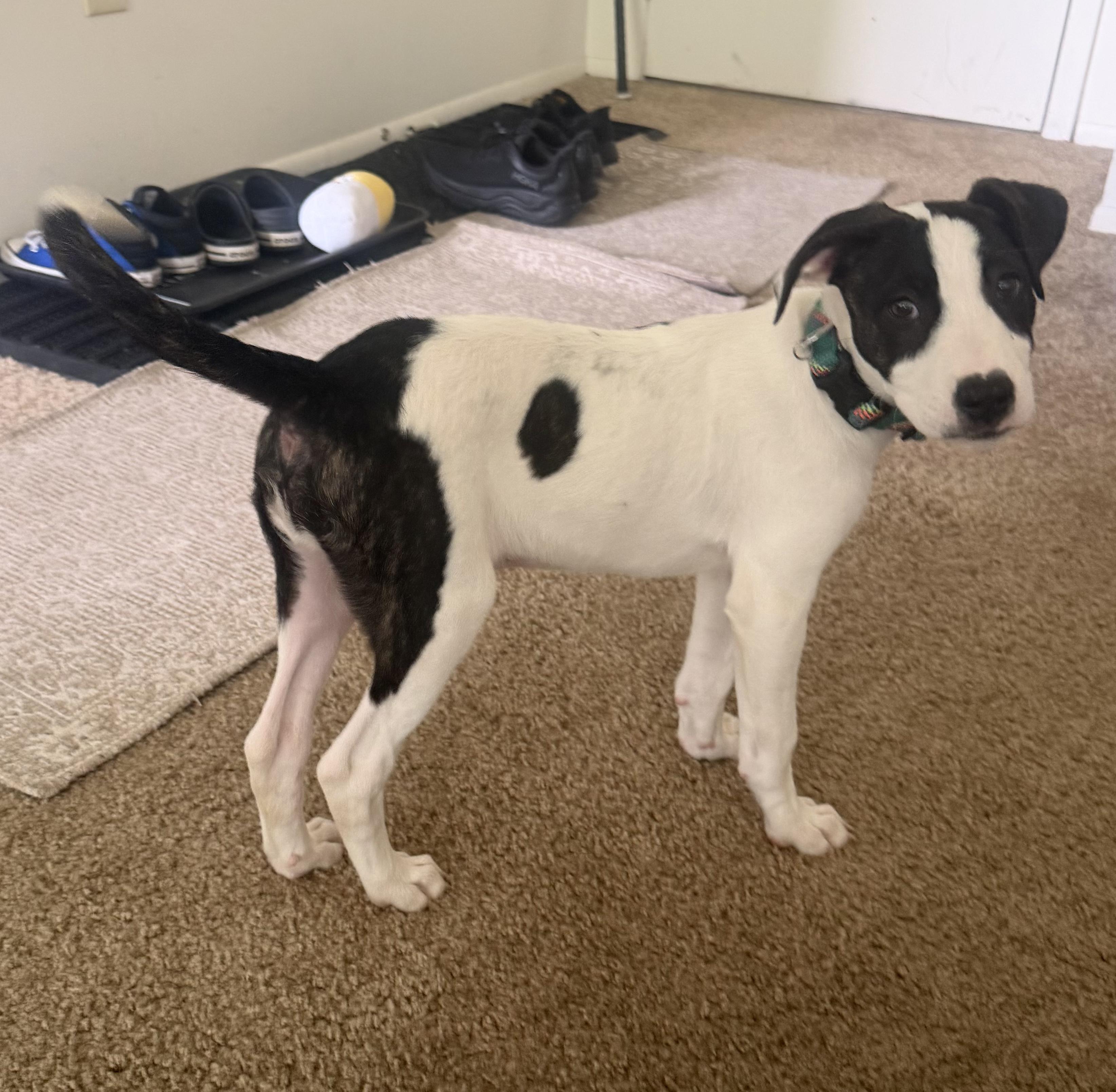 Enlarge Hilary, a Adoptable mixed breed in Minneapolis, MN image 5/6