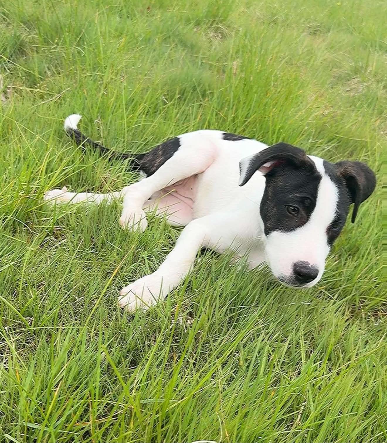 Enlarge Hilary, a Adoptable mixed breed in Minneapolis, MN image 2/6